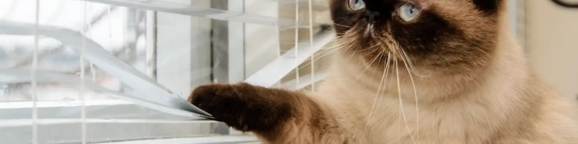 cat looking through window blinds