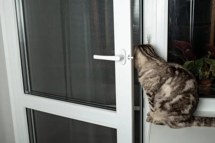 kot w drzwiach balkonowych z moskitierą
